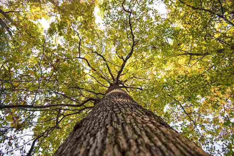 How-to-get-rid-of-oak-mites.jpg