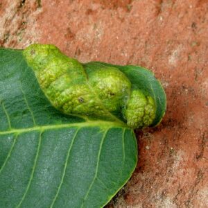 How to Get Rid of Oak Mites