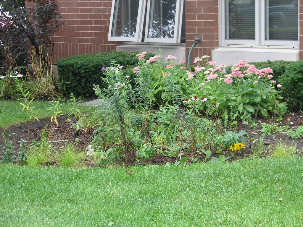 Rain Garden