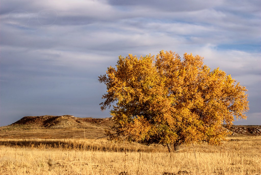 is cottonwood good firewood