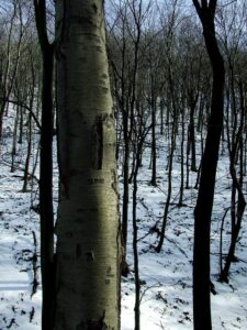 Black Birch Firewood