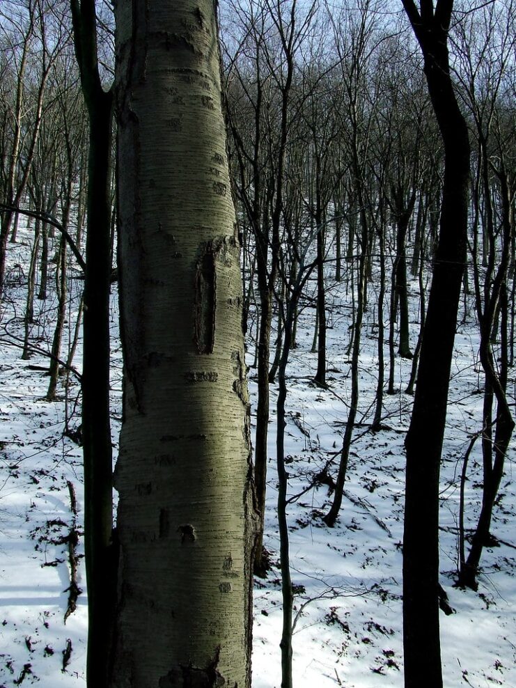 is Birch Good Firewood ? The Best Species To Burn [Update 2023]