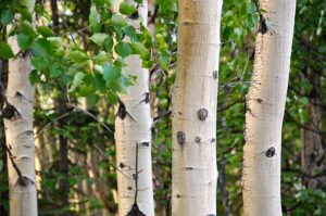 White Birch Firewood