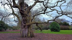 Black-Locust-firewood