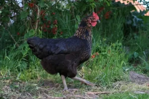 are-chickens-female-