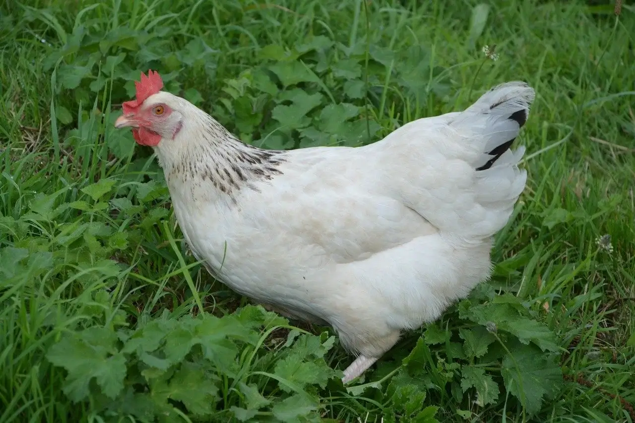 are chicken female