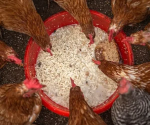 Best treat for chickens in winter