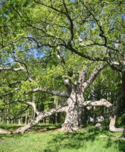 is-sycamore-good-firewood