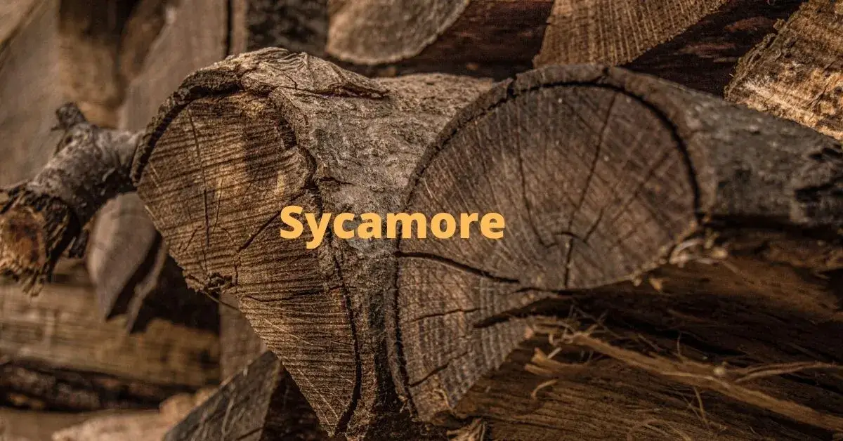 Is-sycamore-good-firewood