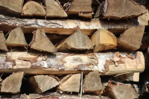 Is-maple-good-firewood 