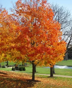 Maple-firewood