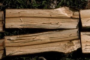 is-elm-good-firewood