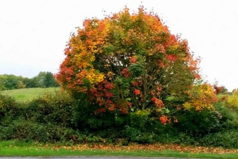 is-Norway-Maple-Good-Firewood