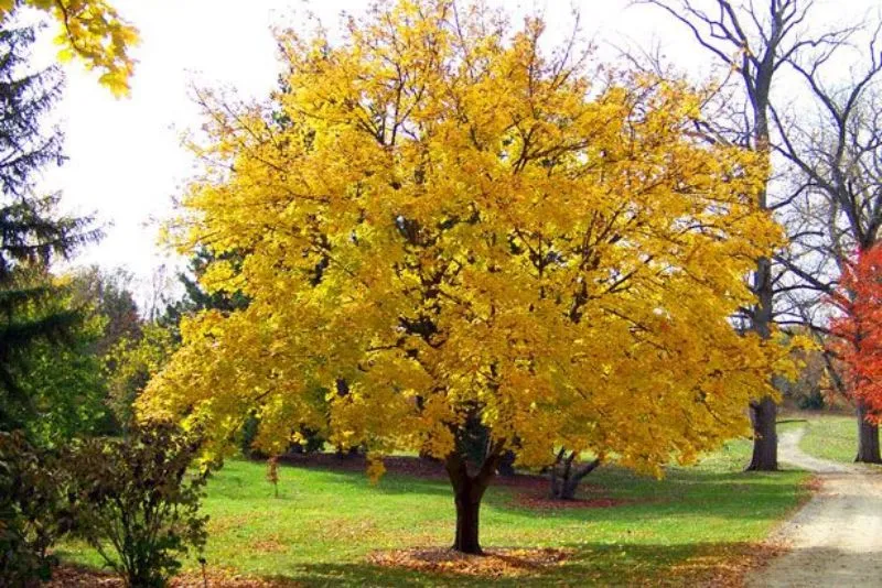 is-Silver-Maple-Good-Firewood