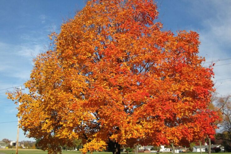 is Sugar Maple Good Firewood